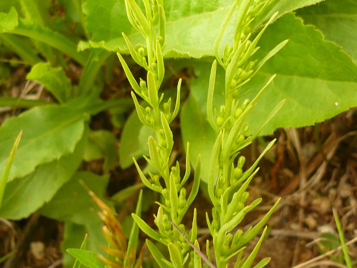 Thesium alpinum var. alpinum (Santalaceae)